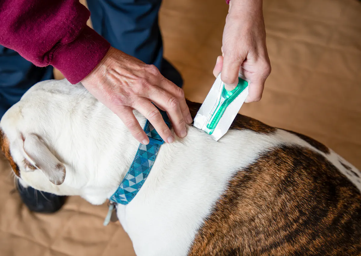 personne qui met de l'enti-puce su le cou de son chien
