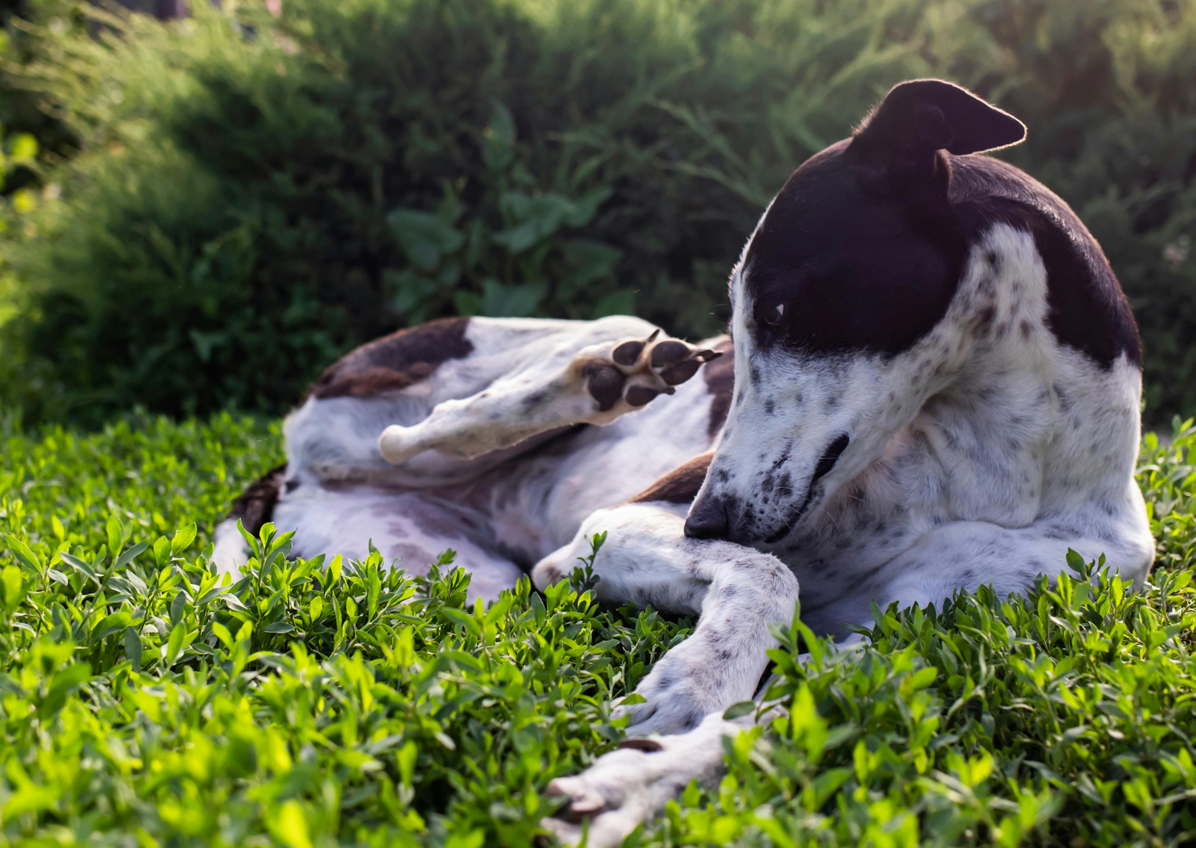 chien de type lévrier qui se gratte 