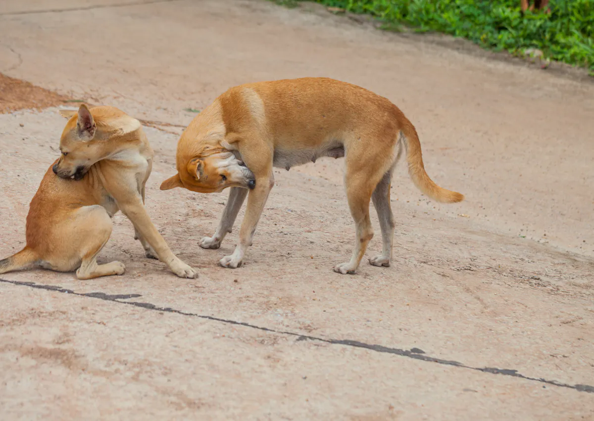 2 chien se grattent dans la rue à cause de puces