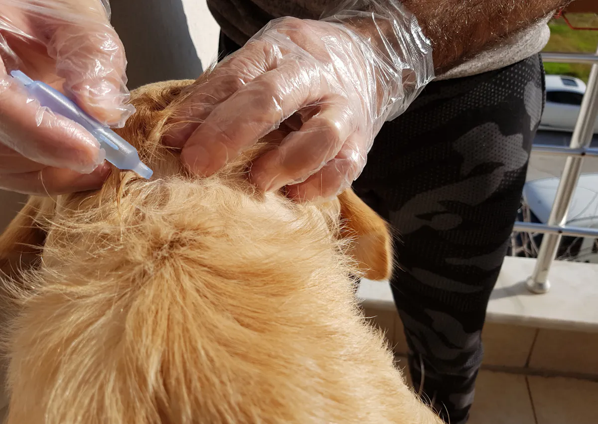 personne avec des gants qui met de l'enti-puce sur son chien
