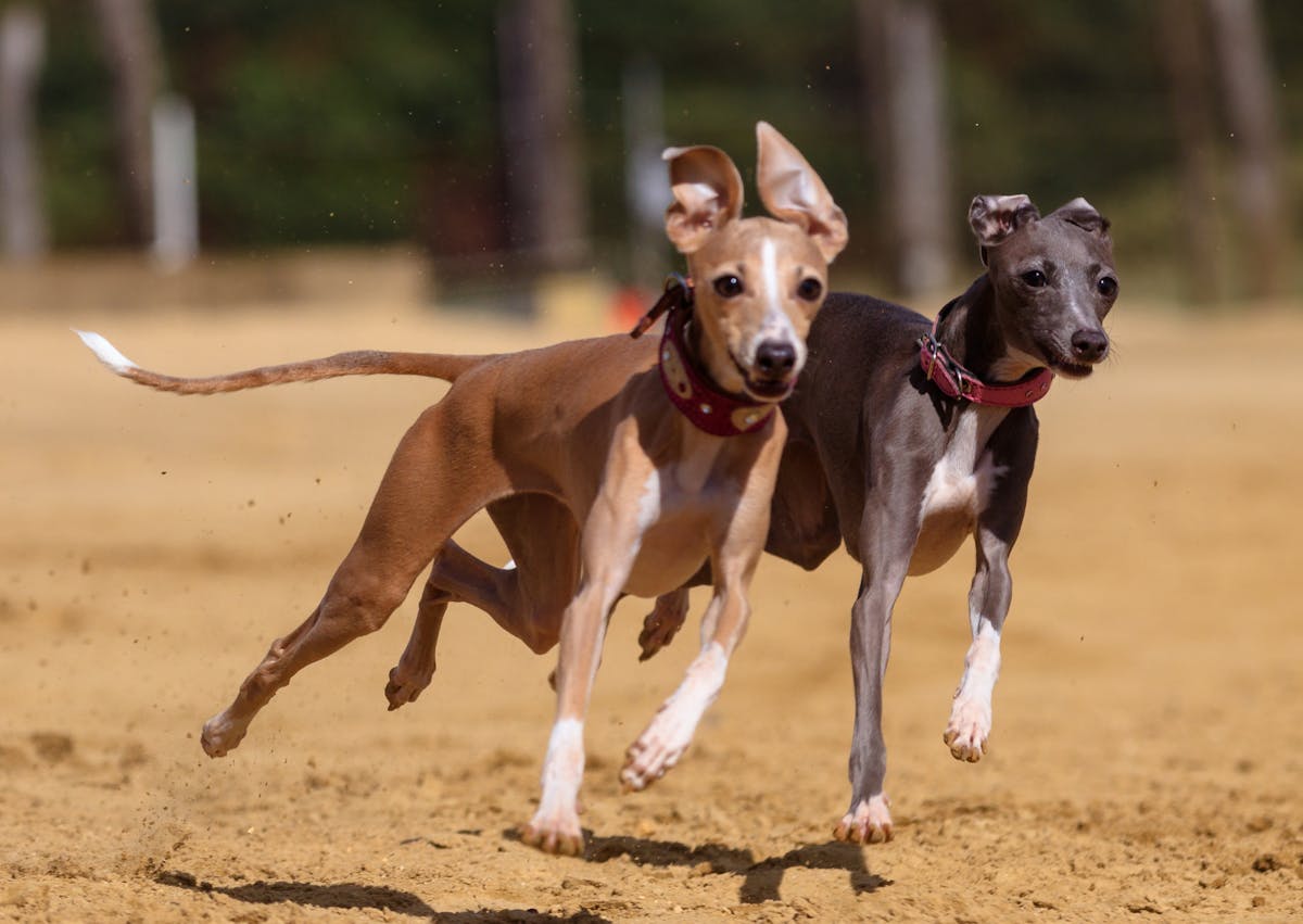 2 Lévrier espagnol qui court dans la sable