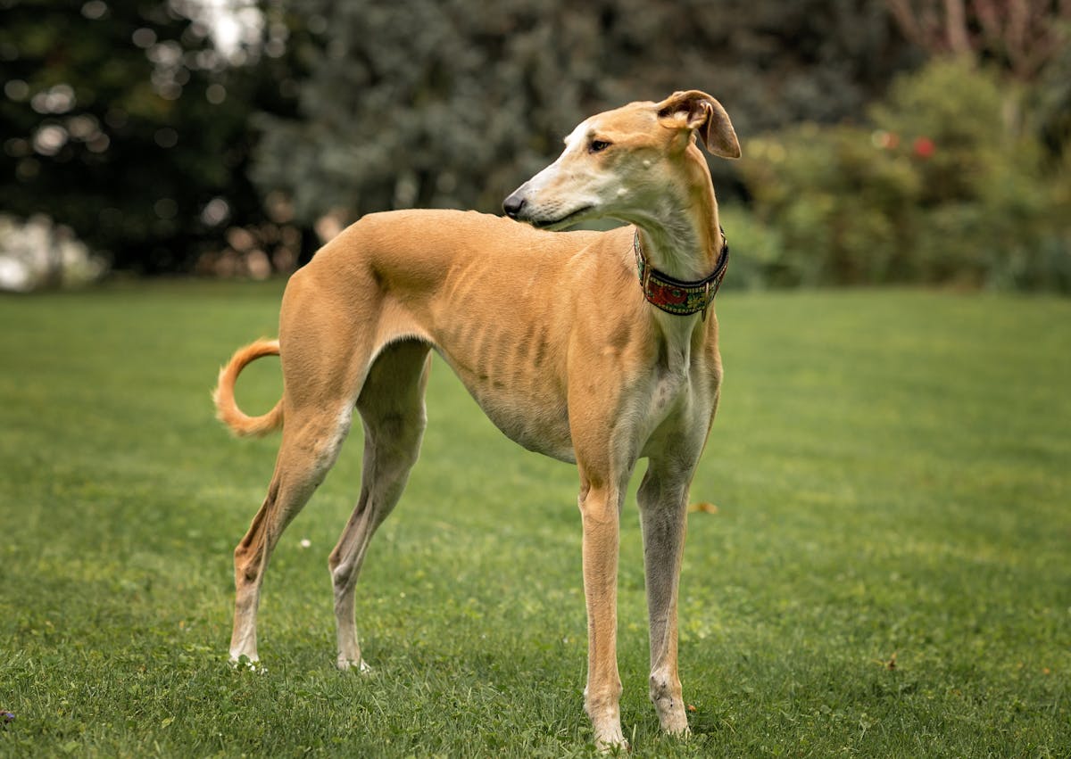 Lévrier espagnol debout sur une pelouse, il regarde derrière lui 