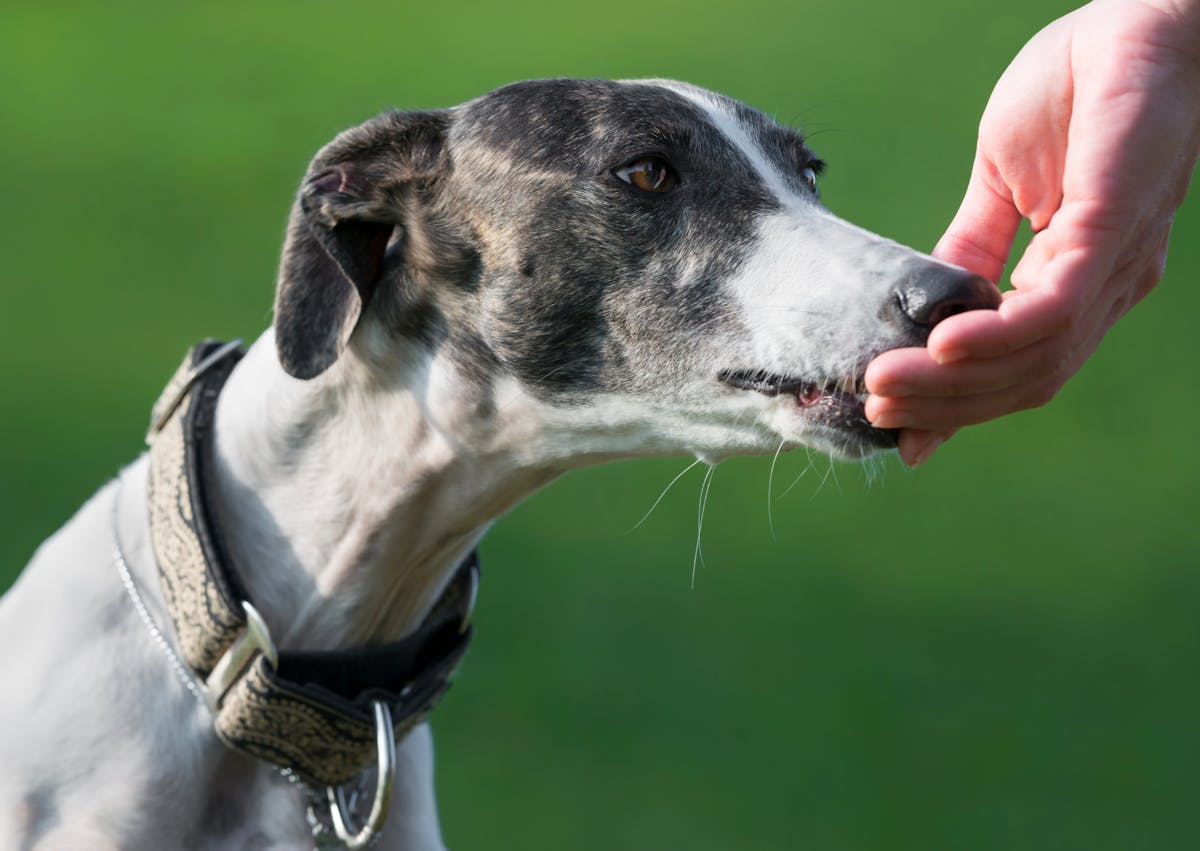 Lévrier espagnol qui sent une main