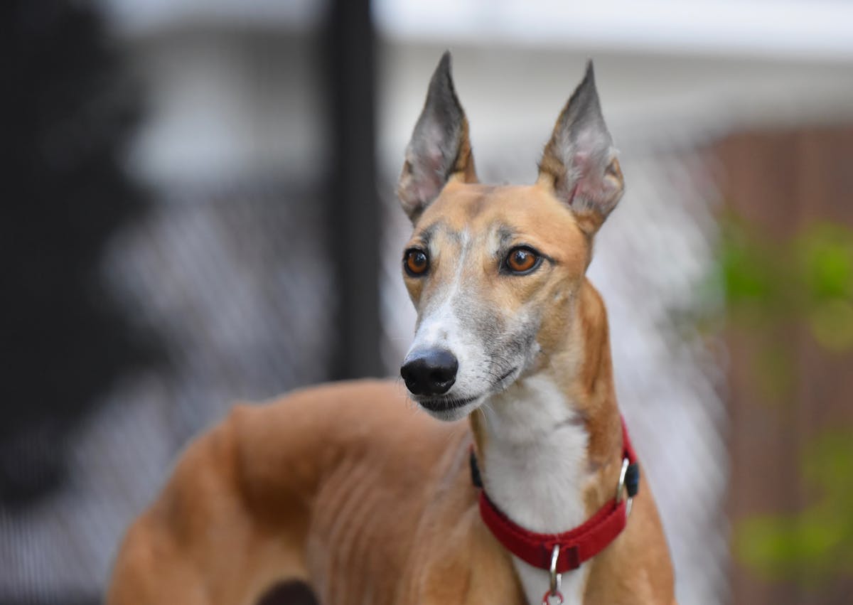 Lévrier espagnol qui regarde au loin et dresse ses oreilles