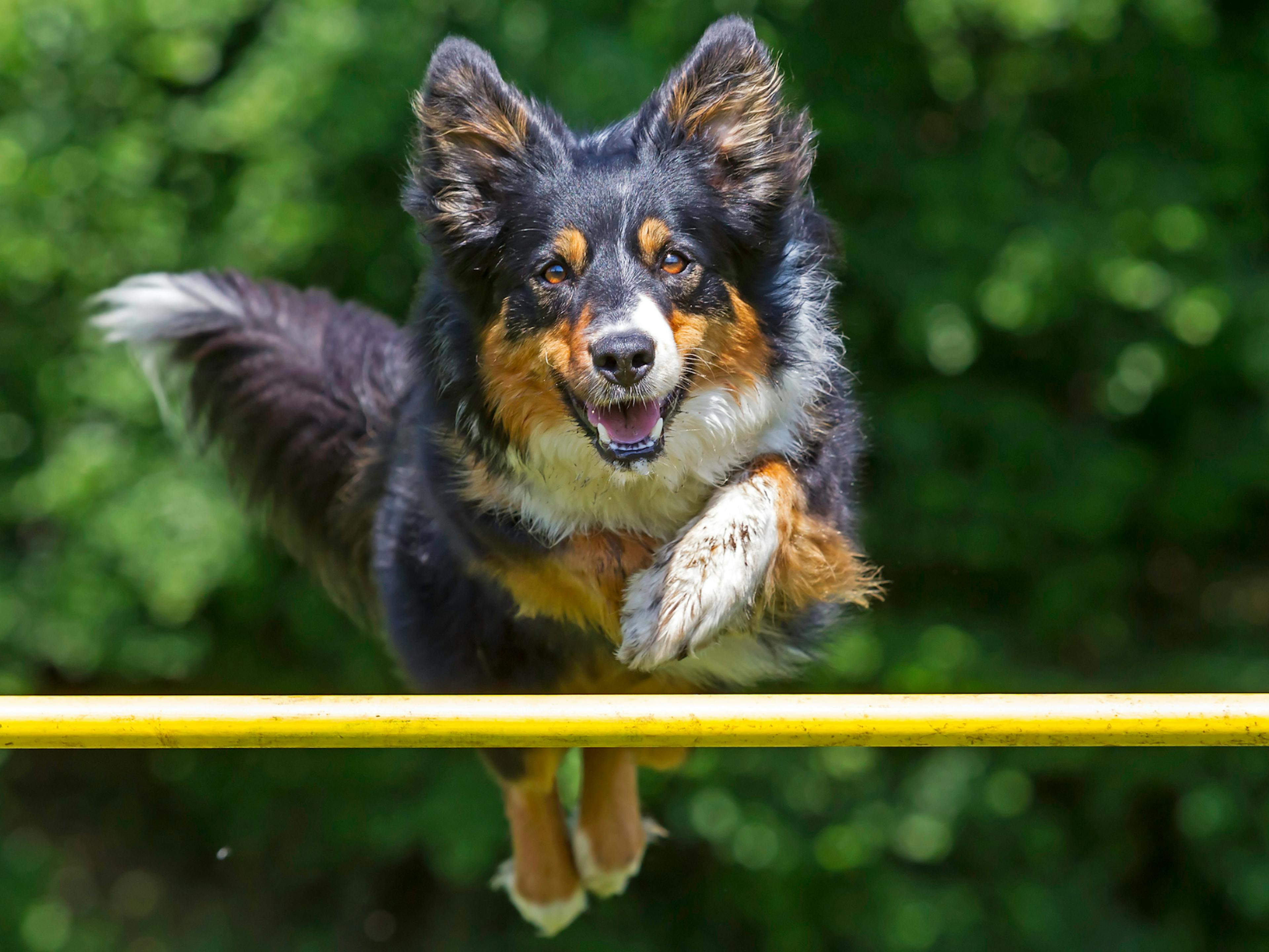 chien, de type berger, qui saute au dessus d'une barrière d'agilty
