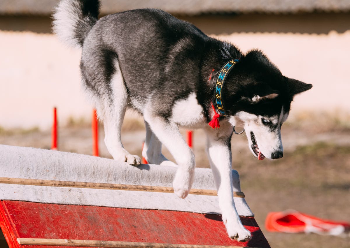 chien qui fait un parcours d'agility