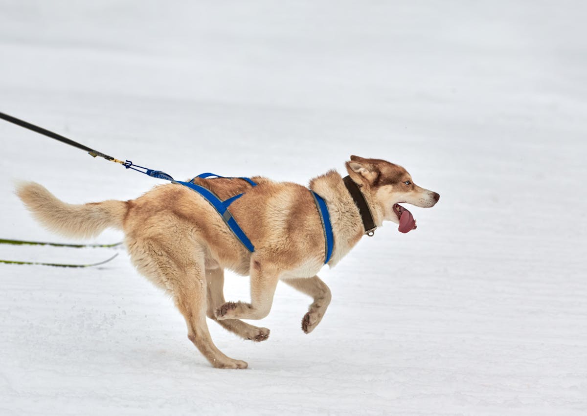 chien qui court dans la neige et qui traine un trainaux