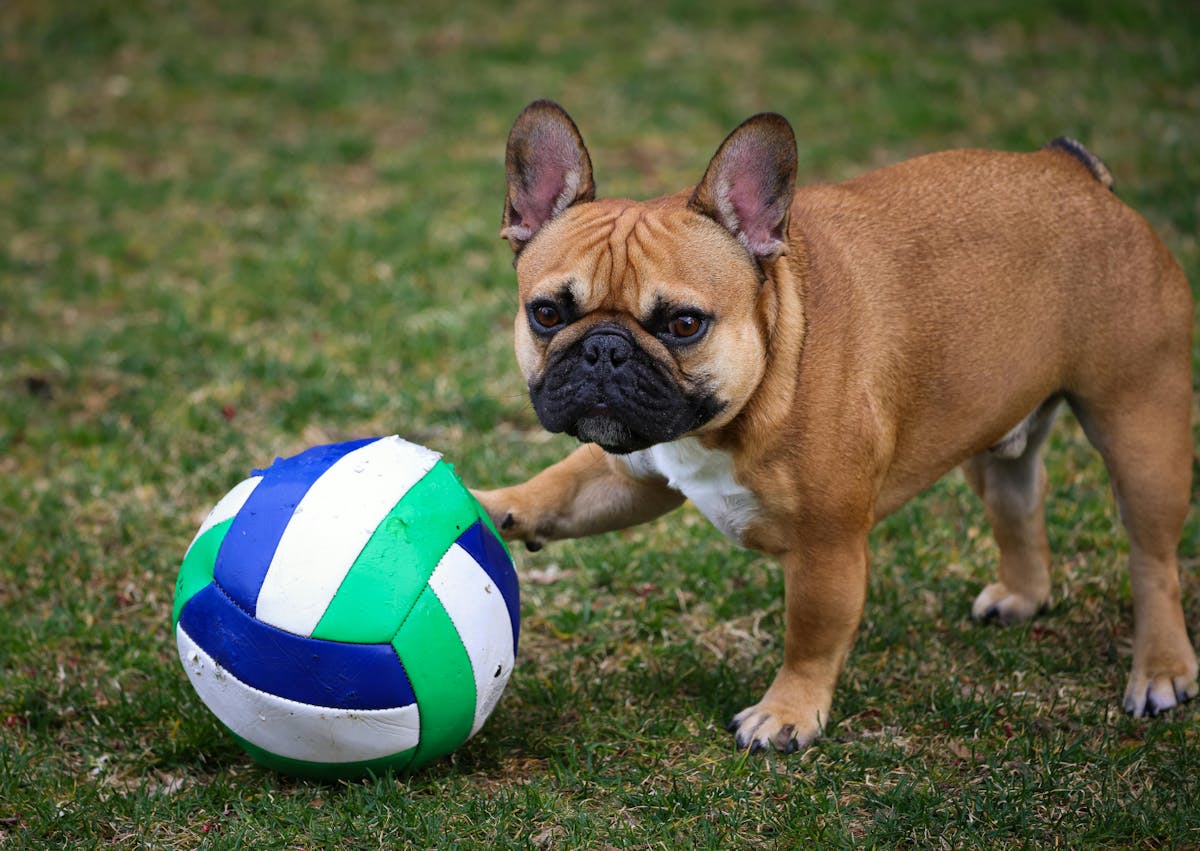 chien type bulldog qui joue avec un ballon de volley
