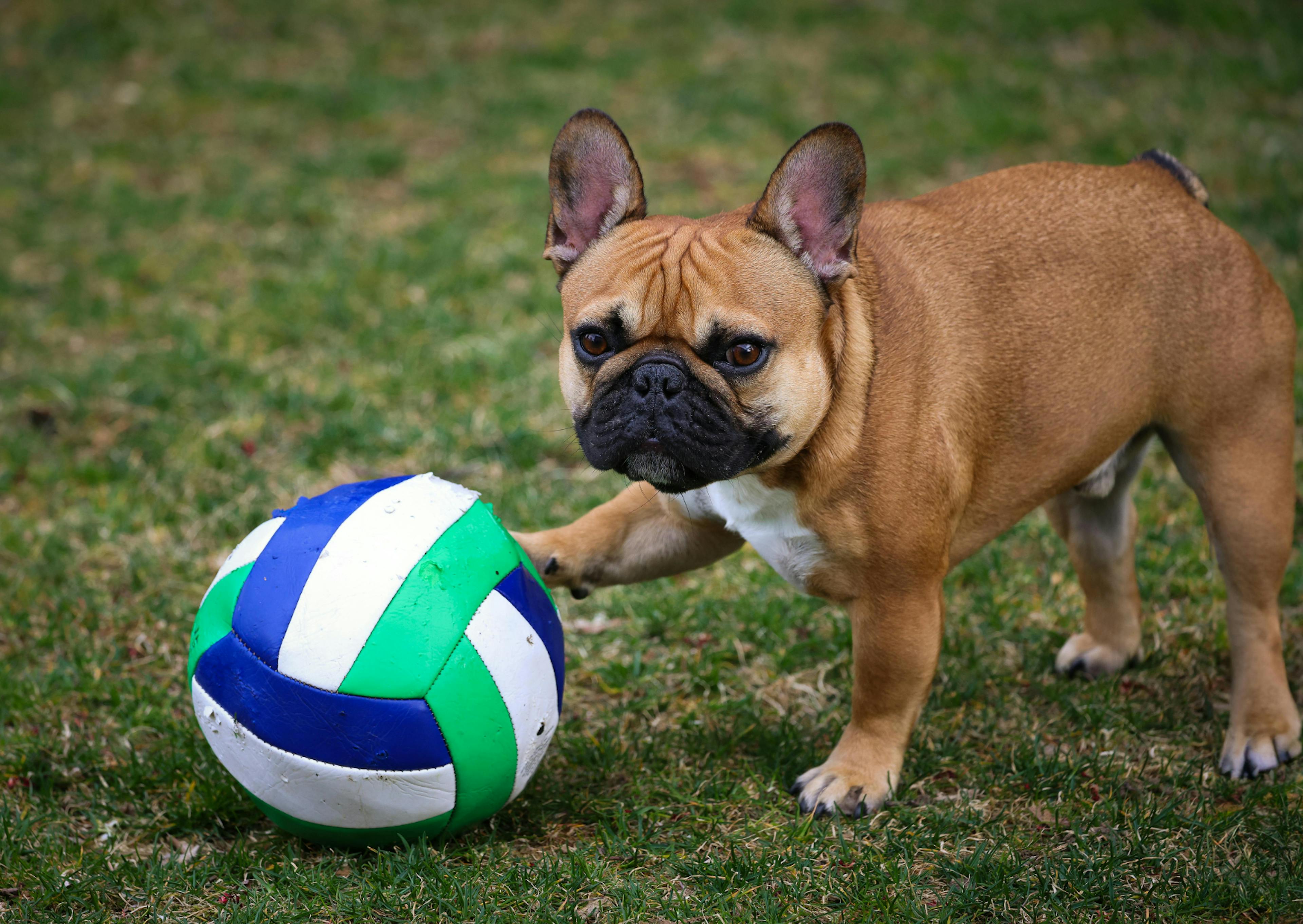 chien type bulldog qui joue avec un ballon de volley 