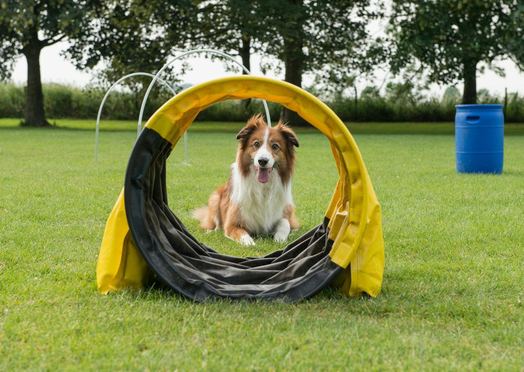 chien qui va dans un tunnel