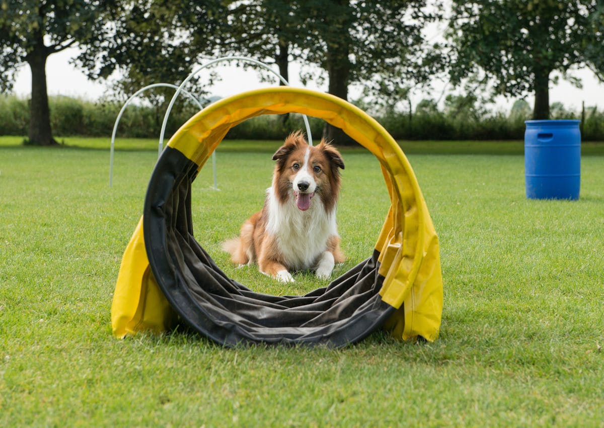 chien qui va dans un tunnel 