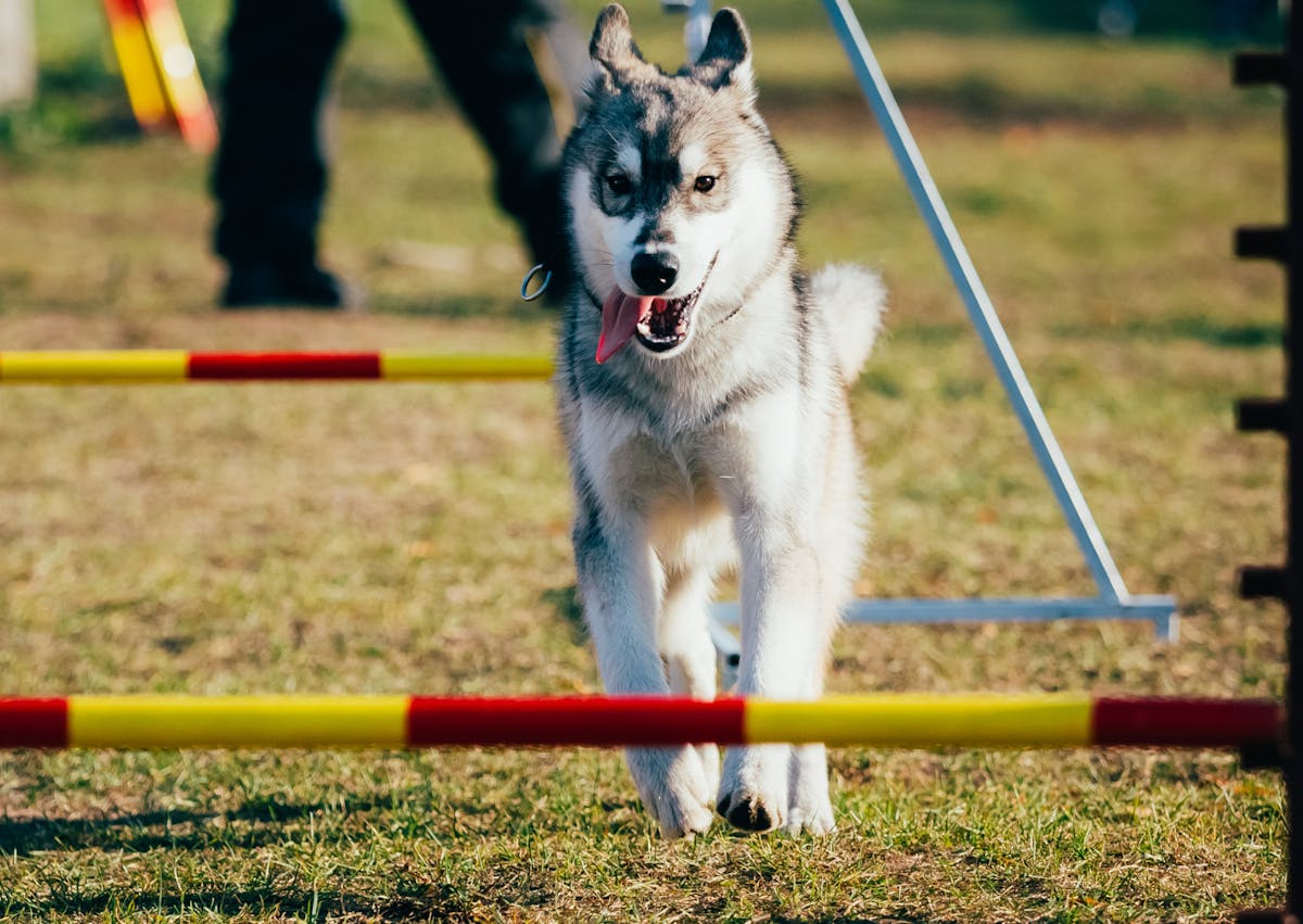chien qui saute un parcours d'agility