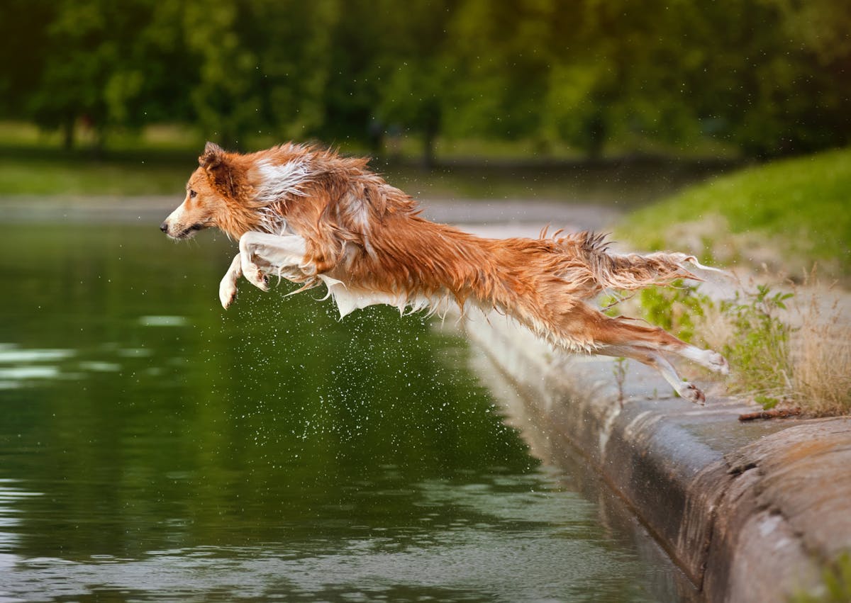 chien sui saute dans l'eau 