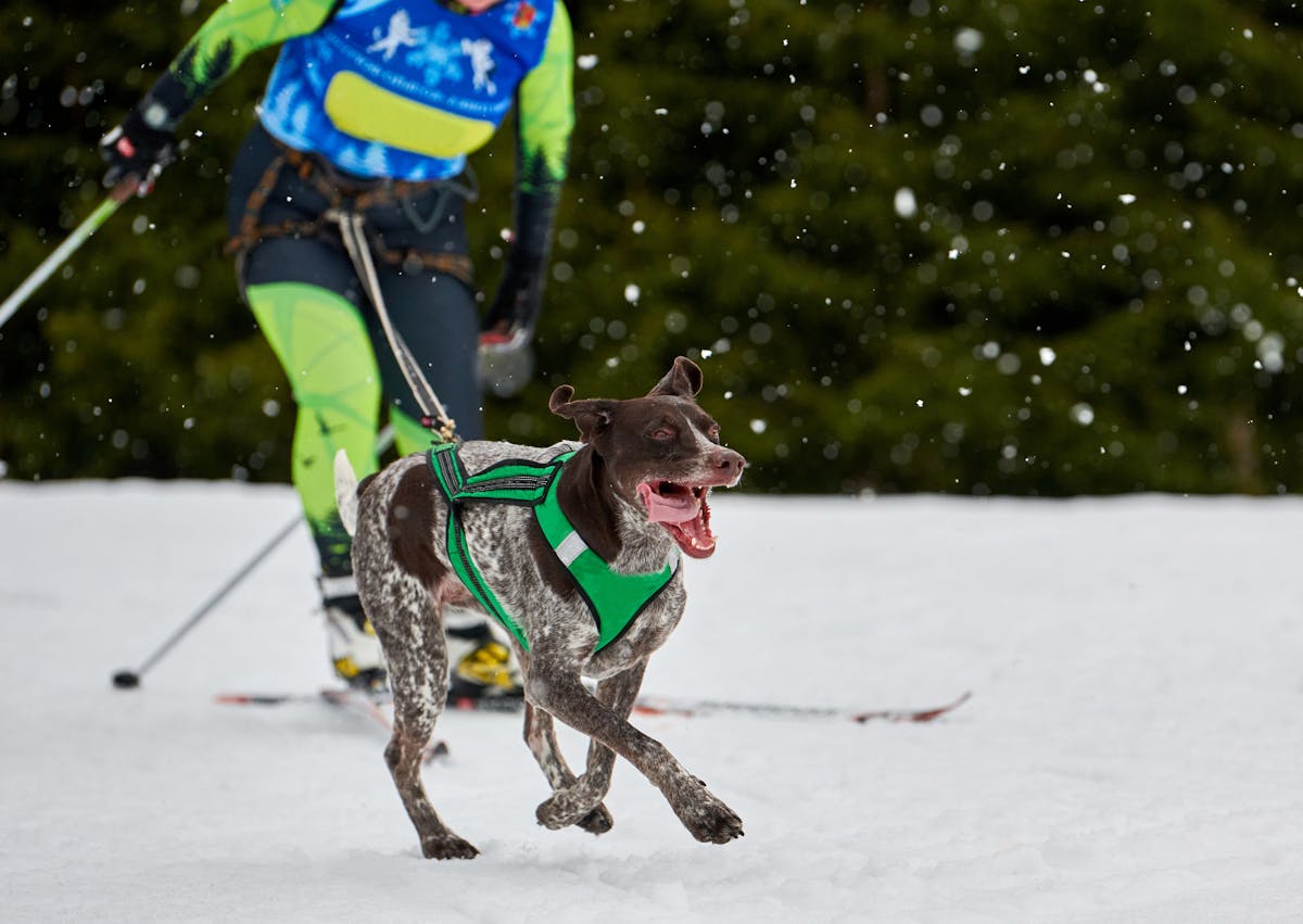 chien qui aide son maître à skier