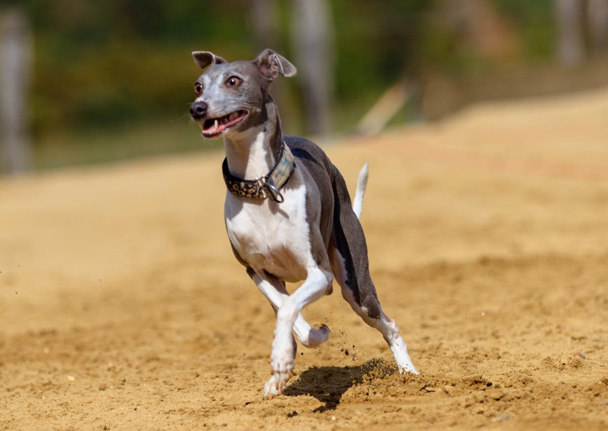 Petit lévrier italien qui court rapidement