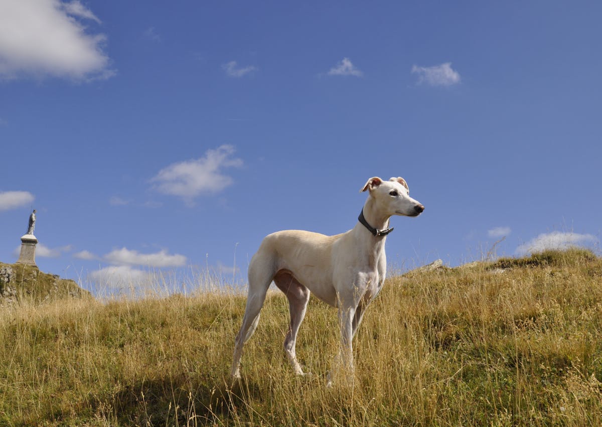 Petit lévrier italien blanc qui court dans un champs, il regarde au loin