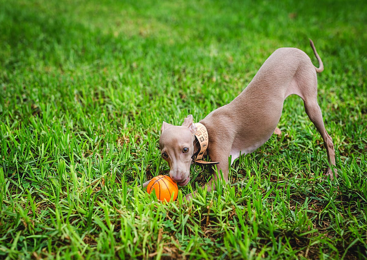 Petit lévrier italien qui joue avec une balle dans l'herbe