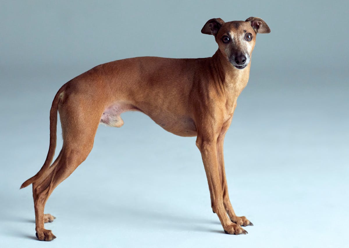 Petit lévrier italien debout sur un fond bleu