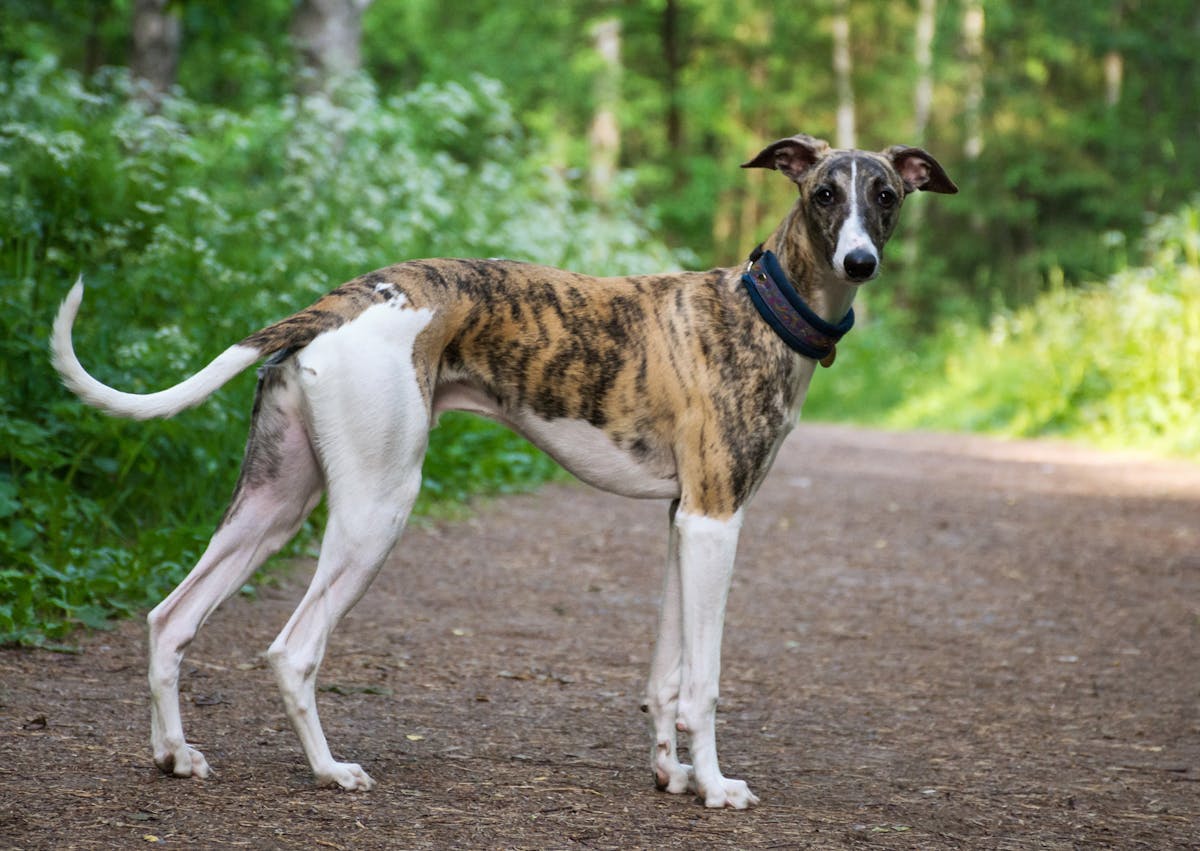 Petit lévrier italien qui part en forêt