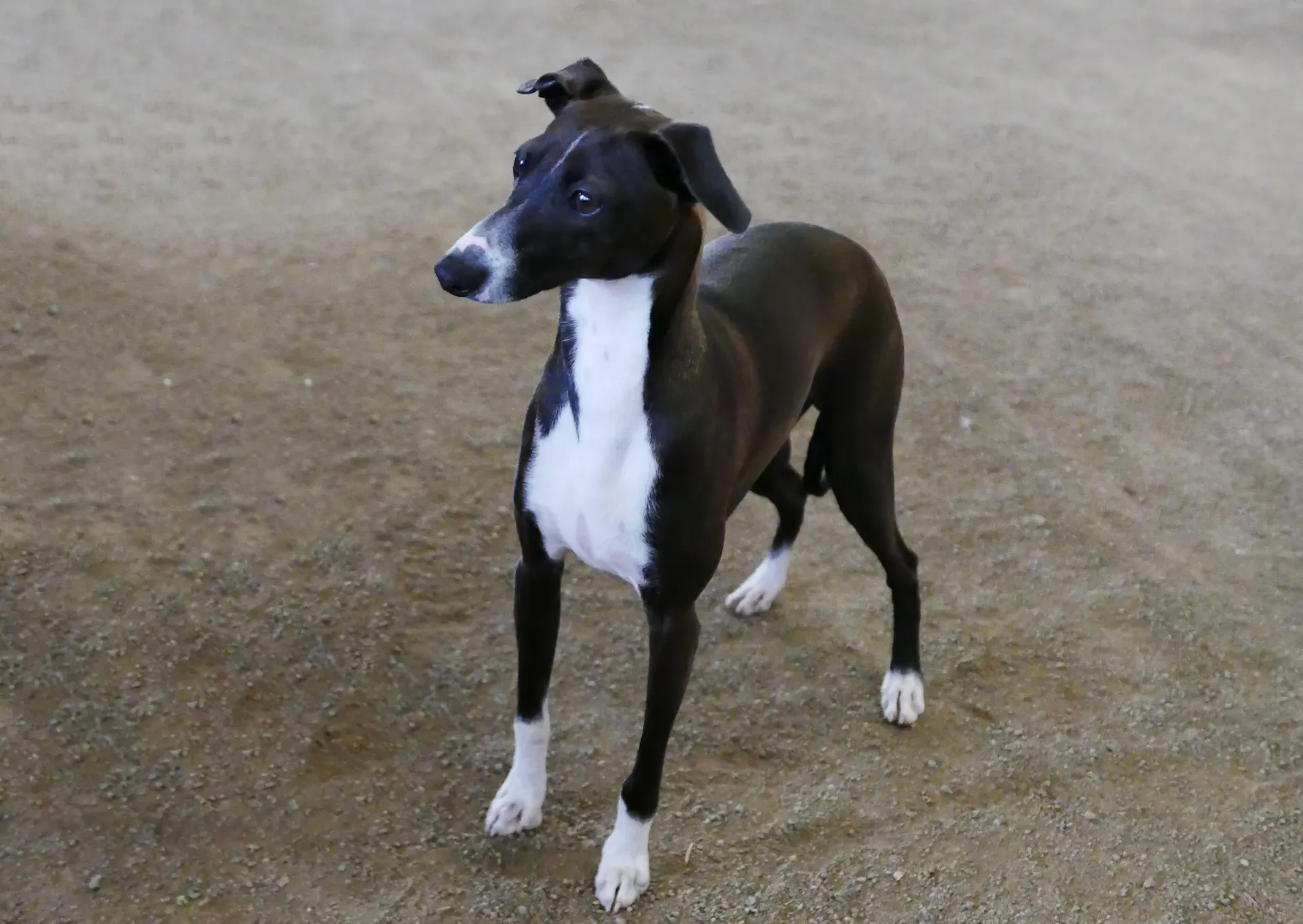 Petit lévrier italien : guide complet sur cette race de chien