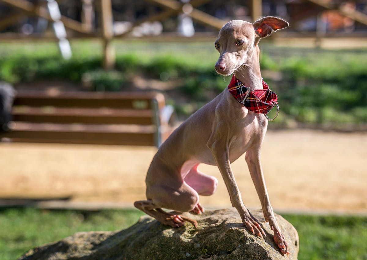 Petit lévrier italien assis sur un rocher, il porte un foulard rouge