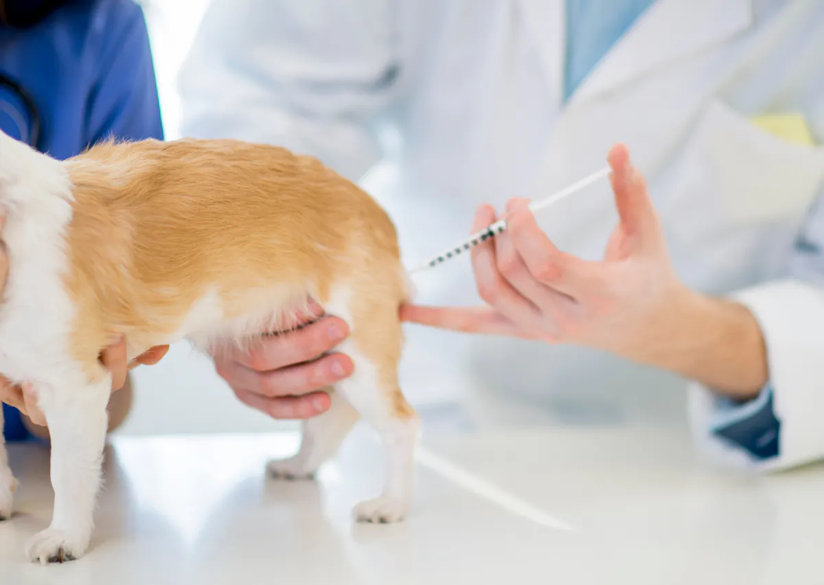 chiot qui se fait vacciner vers la patte arrière