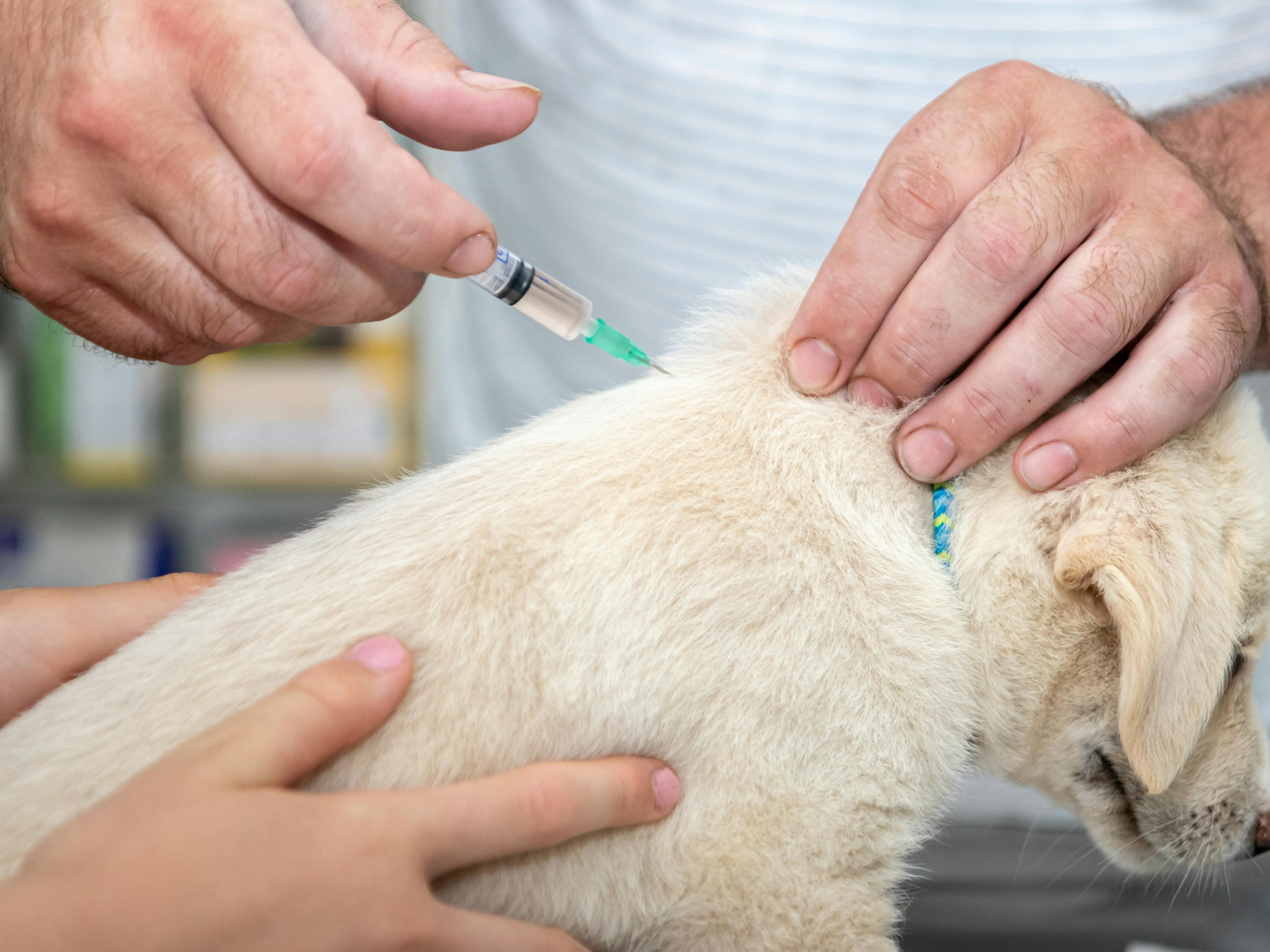 chiot qui se fait vacciner par un vétérinaire