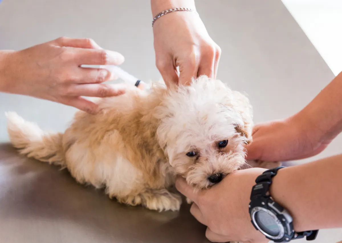 chiot qui se fait vacciner par un vétérinaire, il est aussi tenu par son maitre