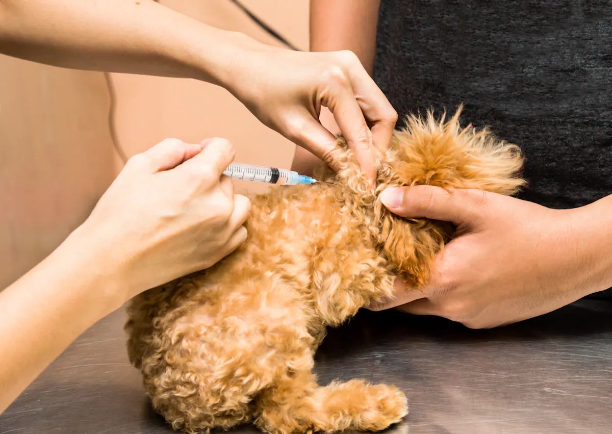 chiot qui se fait vacciner
