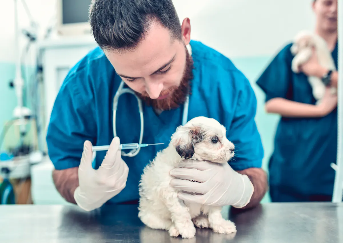 chiot qui se faire vacciner par un vétérinaire attentif