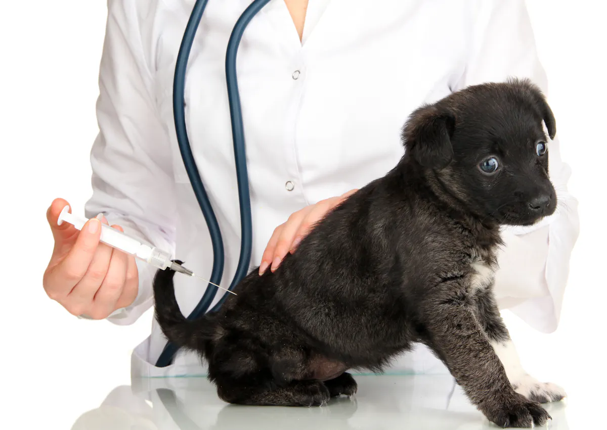 chiot qui se fait vacciner dans le dos