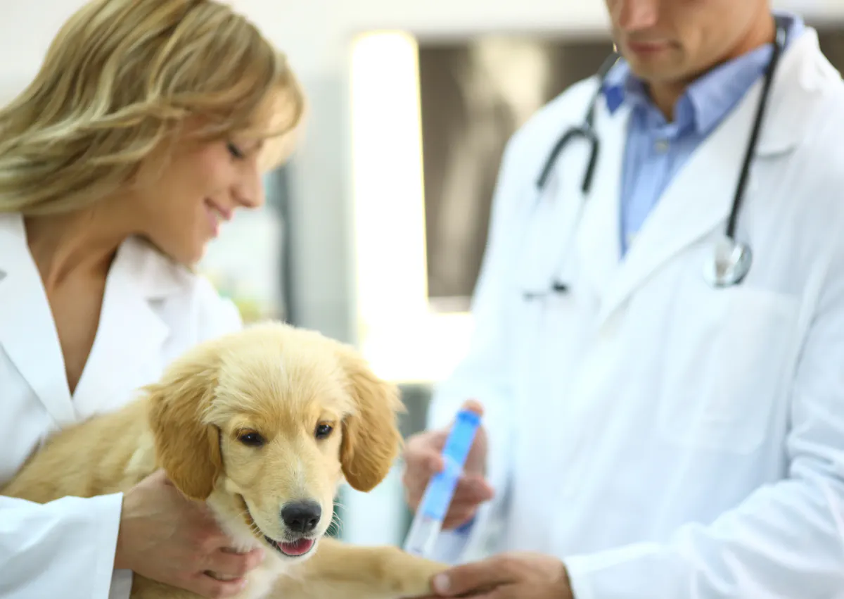 chiot qui se fait inspecter par deux vétérinaires