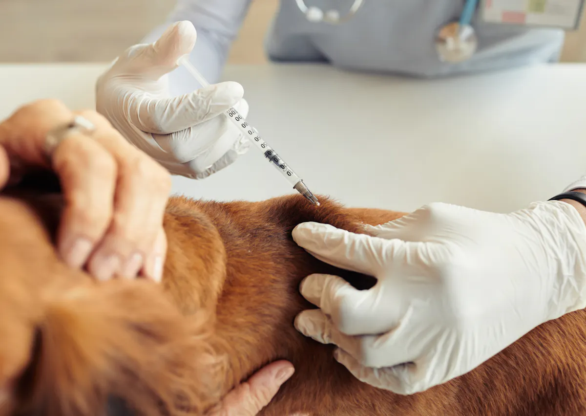 chiot qui se fait vacciner par son vétérinaire