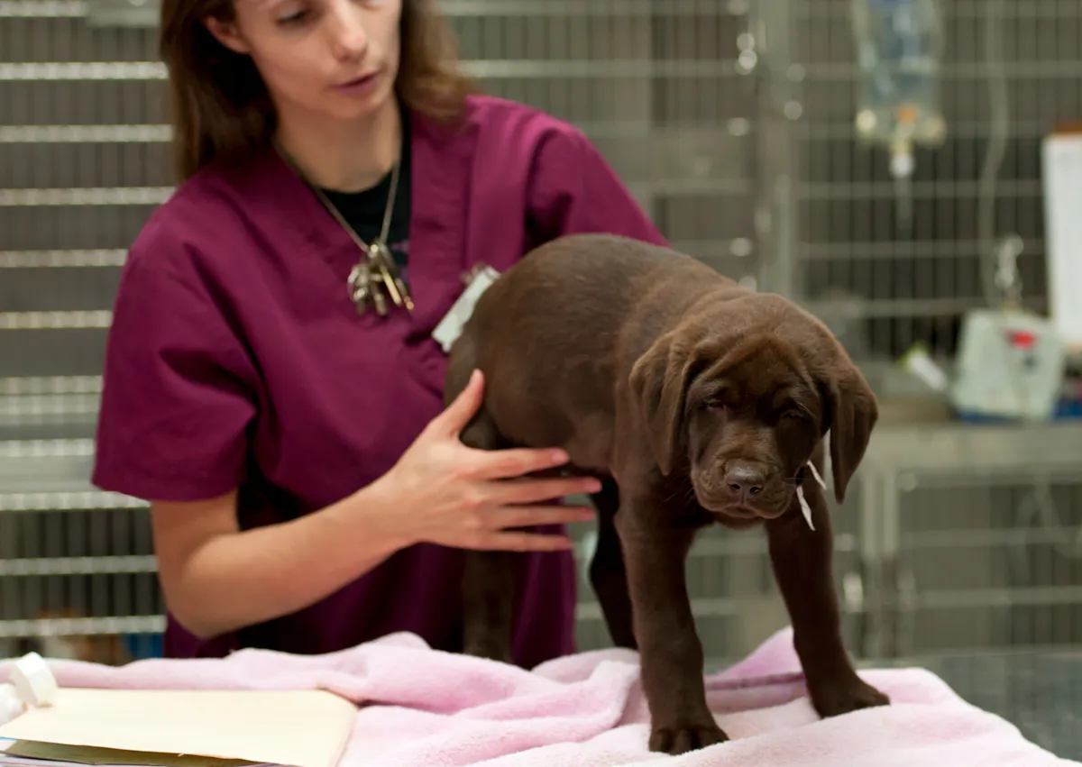 chiot qui se fait masser par son vétérinaire
