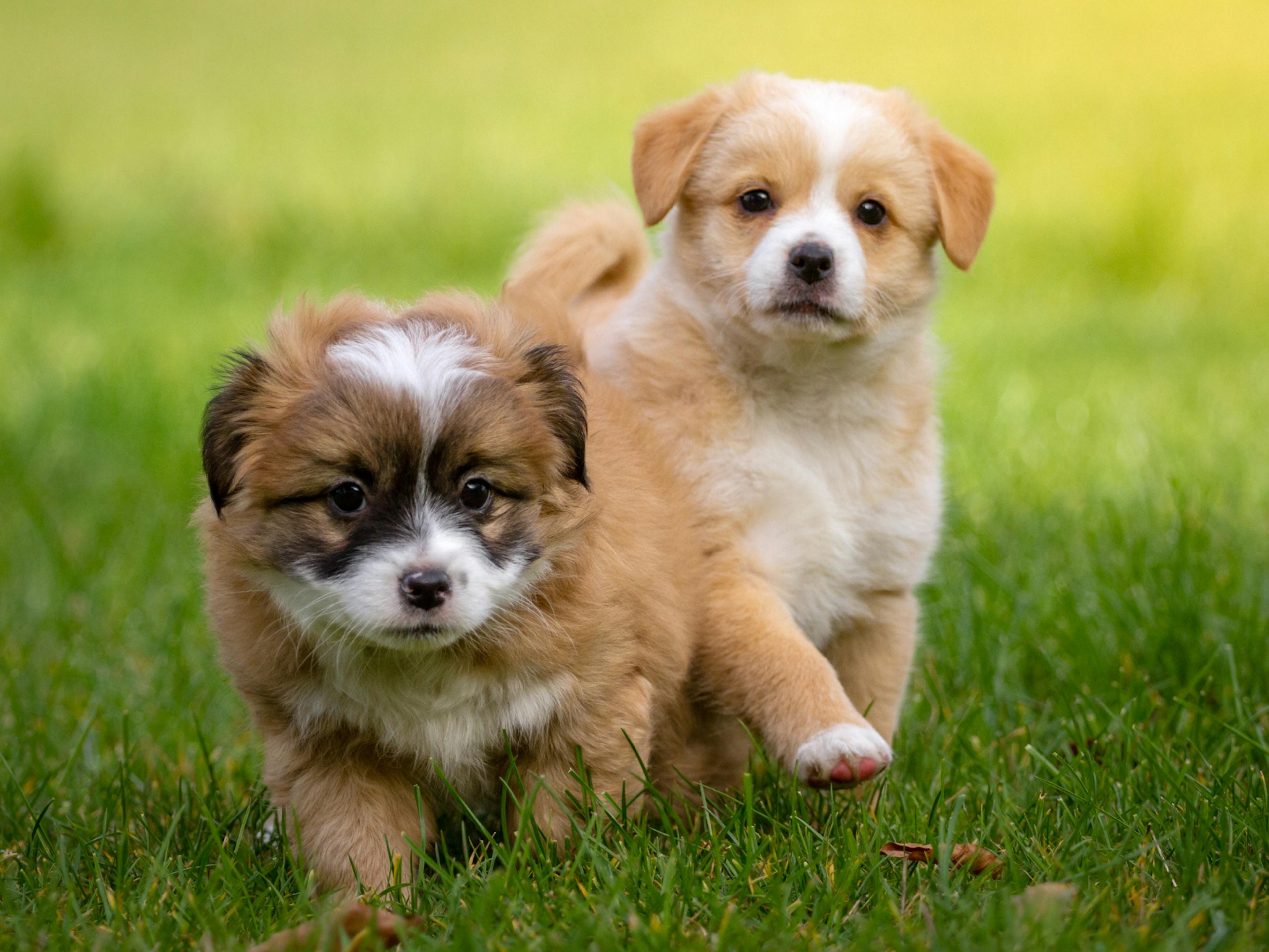 2 chiots qui courent dans l'herbe