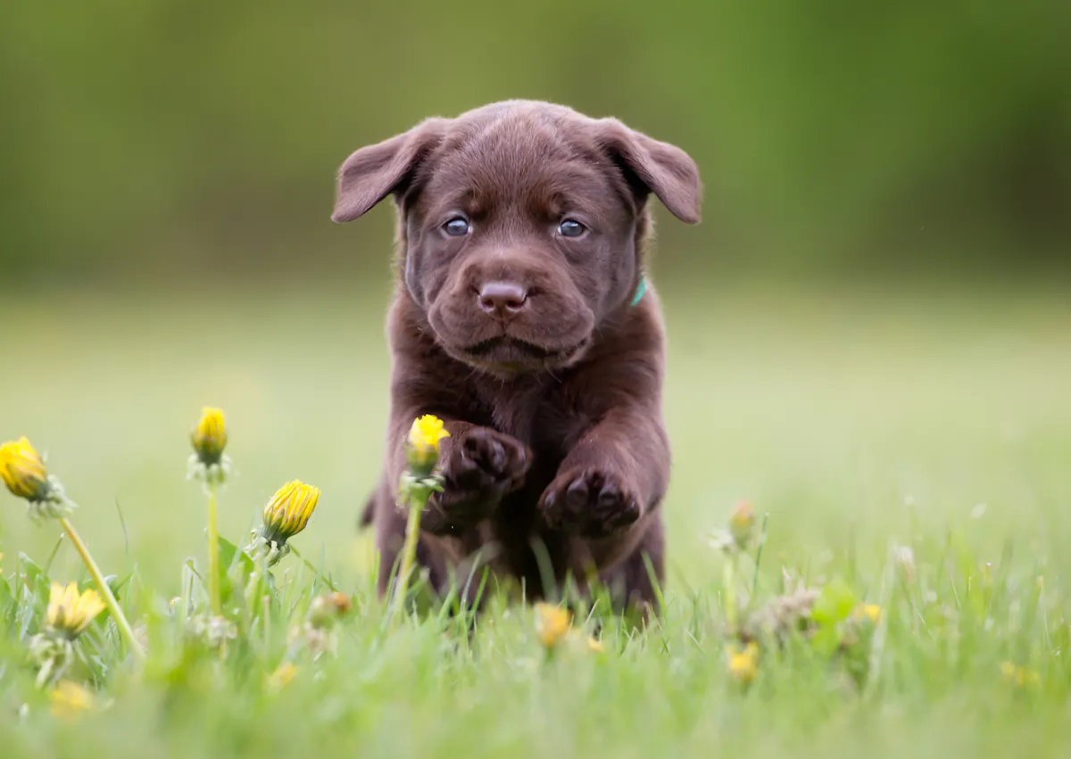 chot qui court dans l'herbe