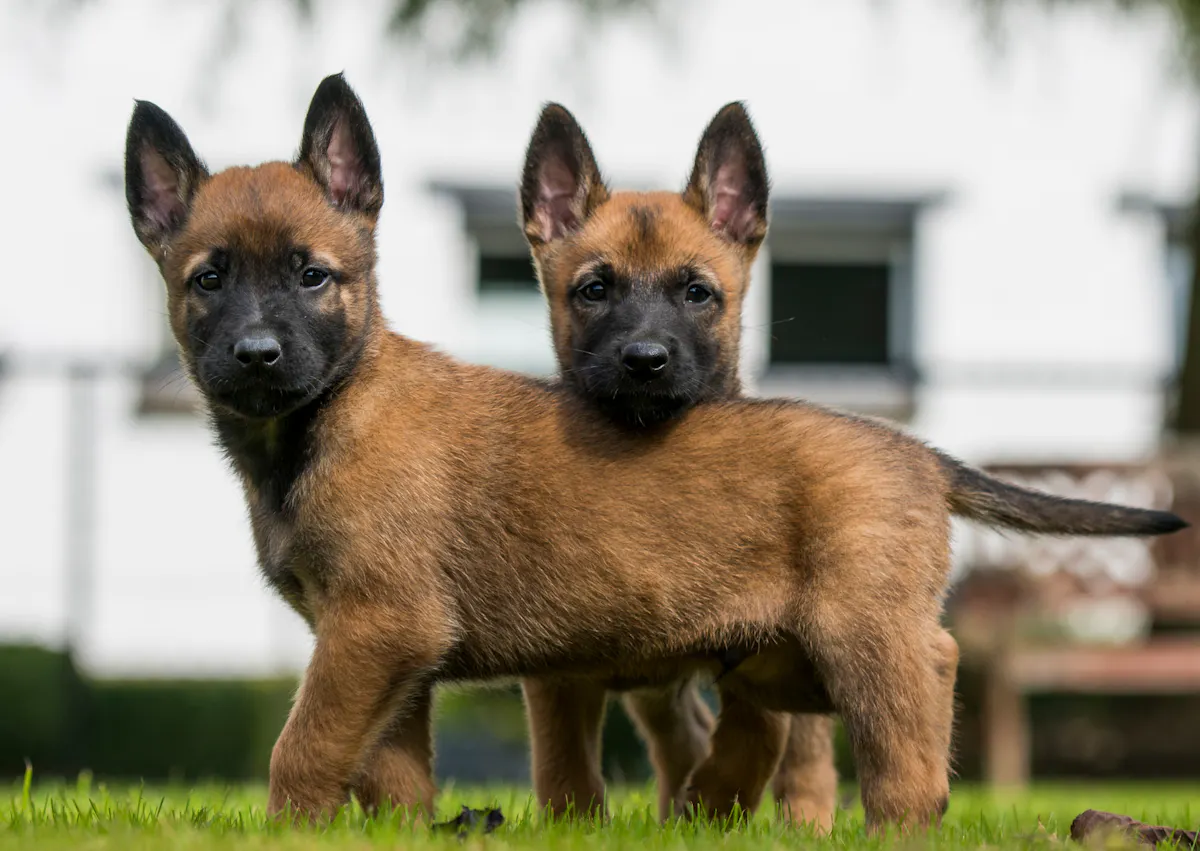 2 chiots dans l'herbe, ils regardent attentivement vers l'objectif