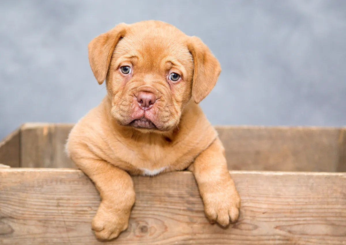 chiot qui sort les pattes d'une boxe en bois
