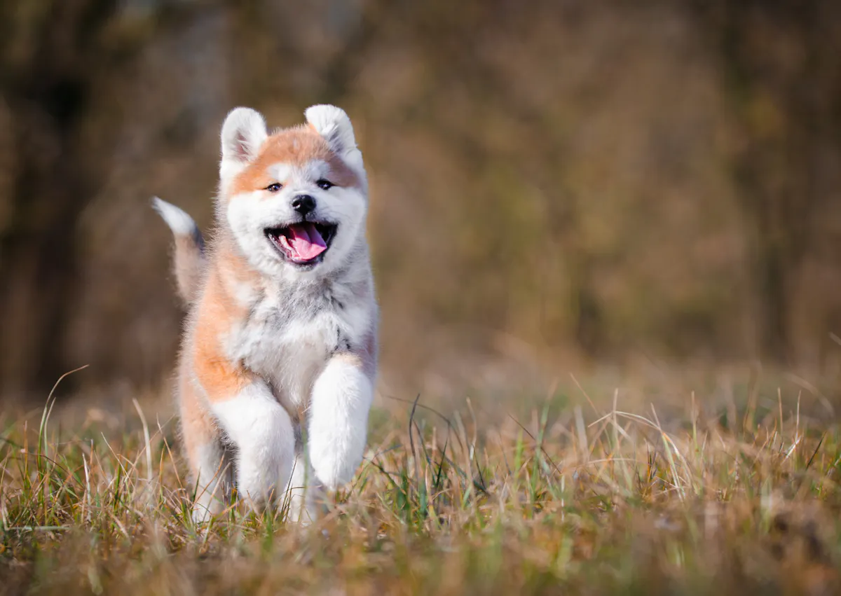 chiot qui court dehors