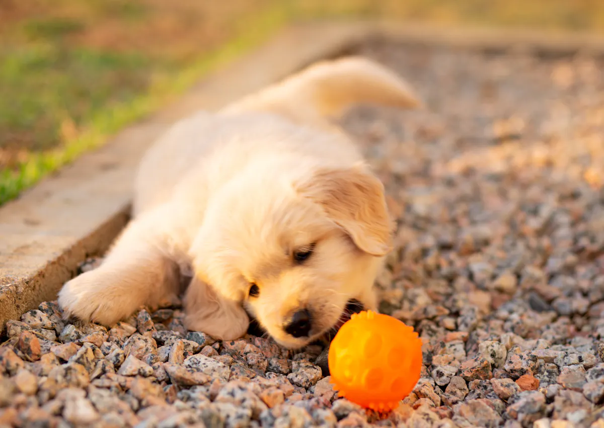 chiot qui joue avec une balle dans les cailloux