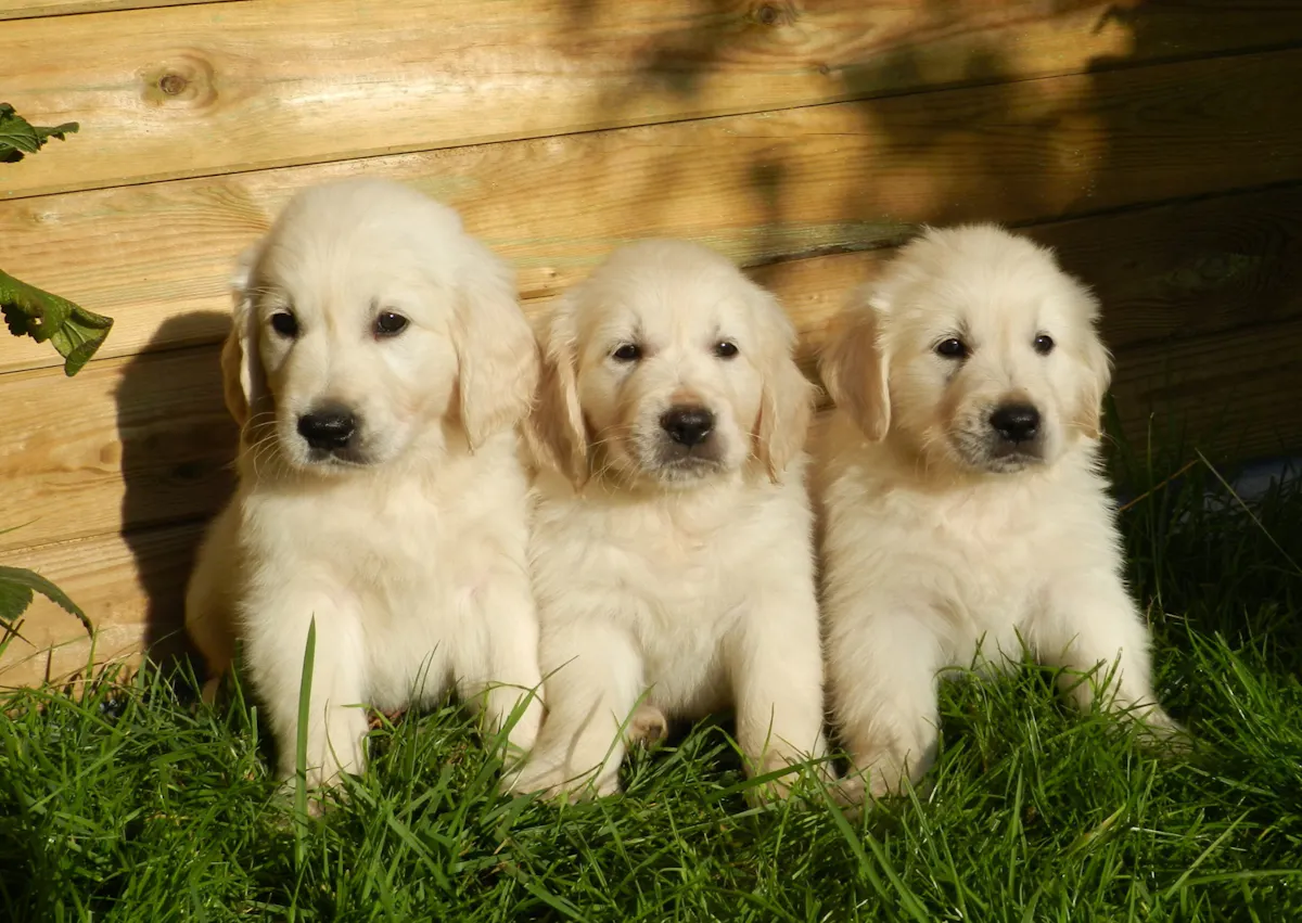 3 chiot golden assis dans l'herbe