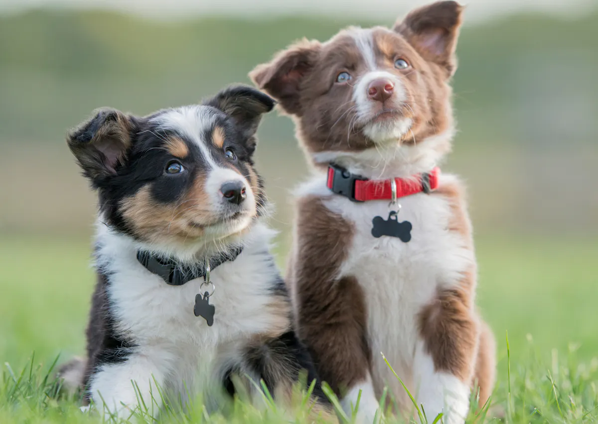 2 chiots assis dans l'herbe