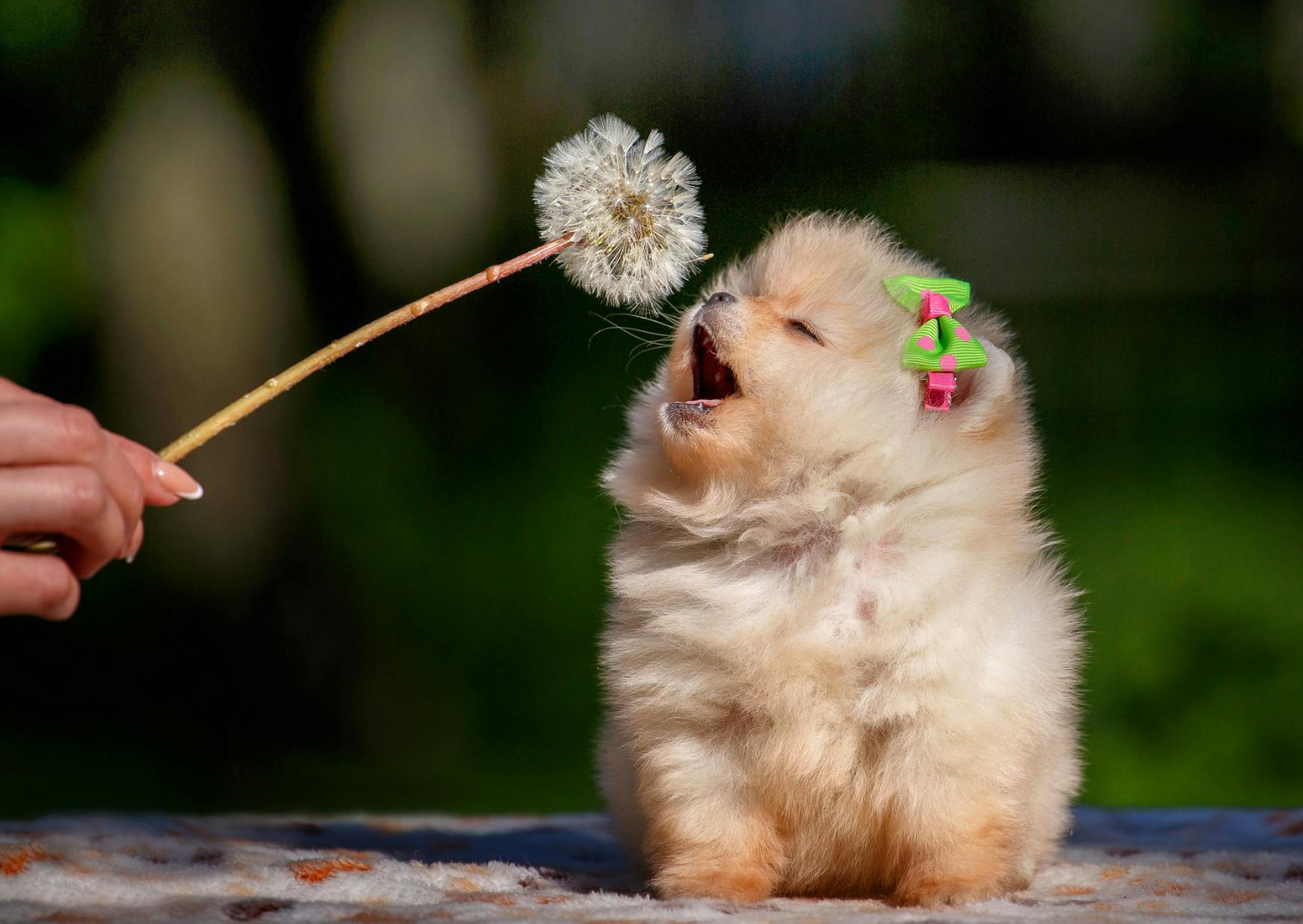 chito qui renile une fleur tenue par un humain