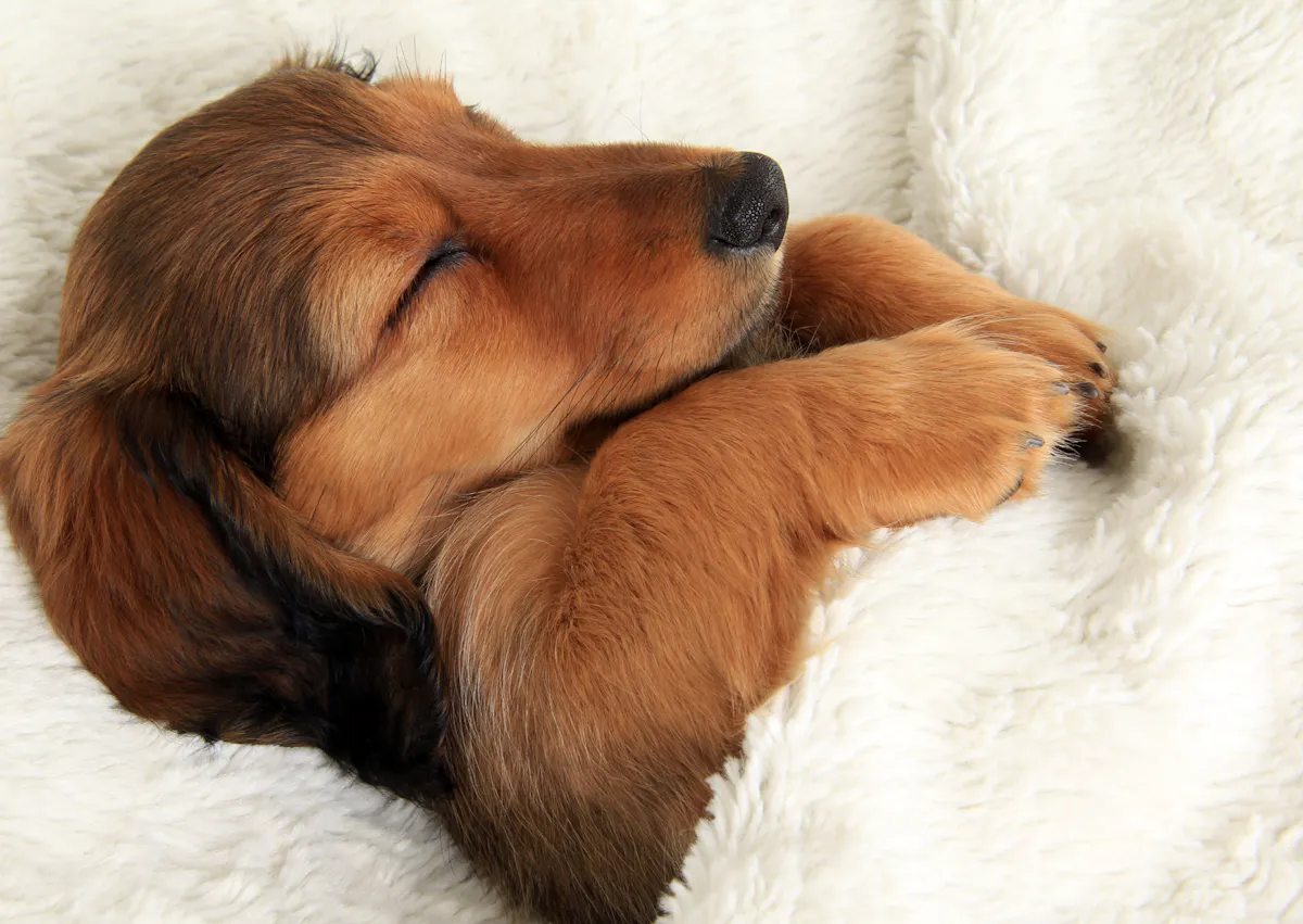 chiot qui dort dans un plaid