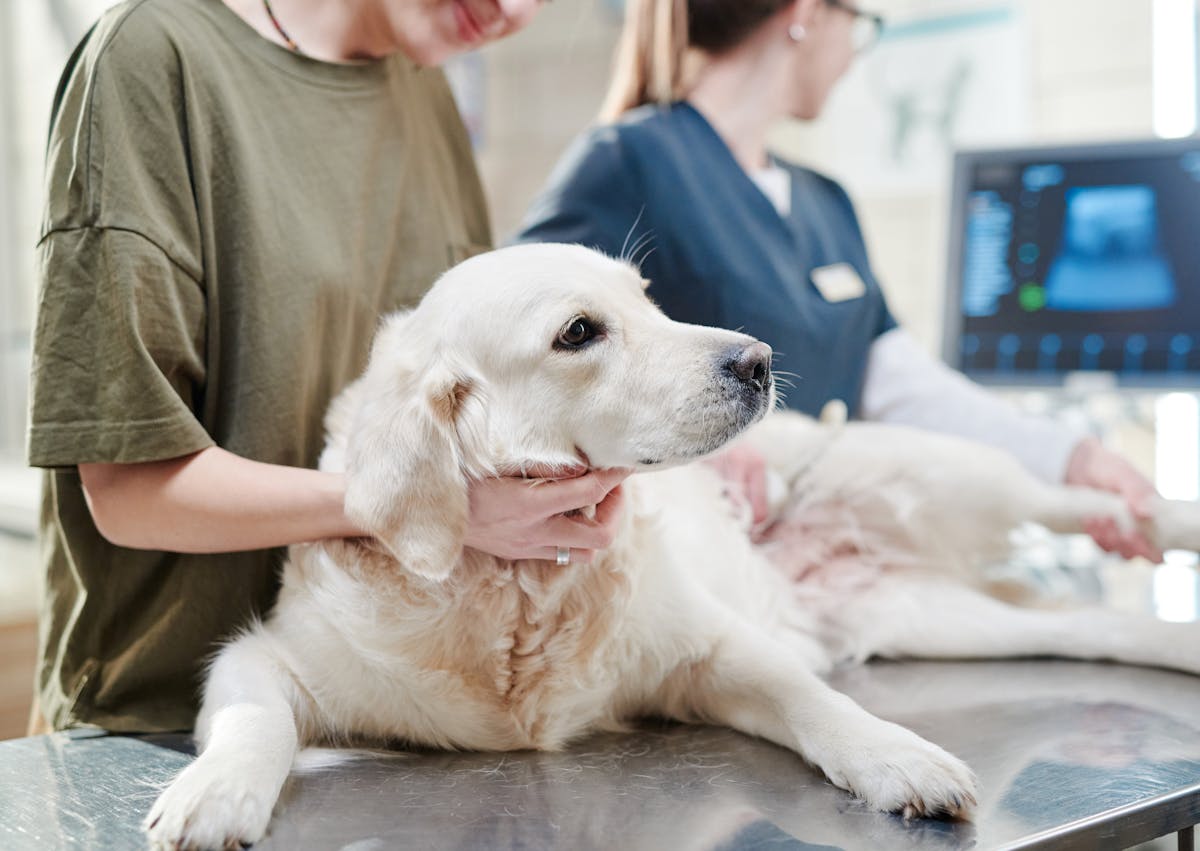 chien qui se fait palper par le vétérinaire