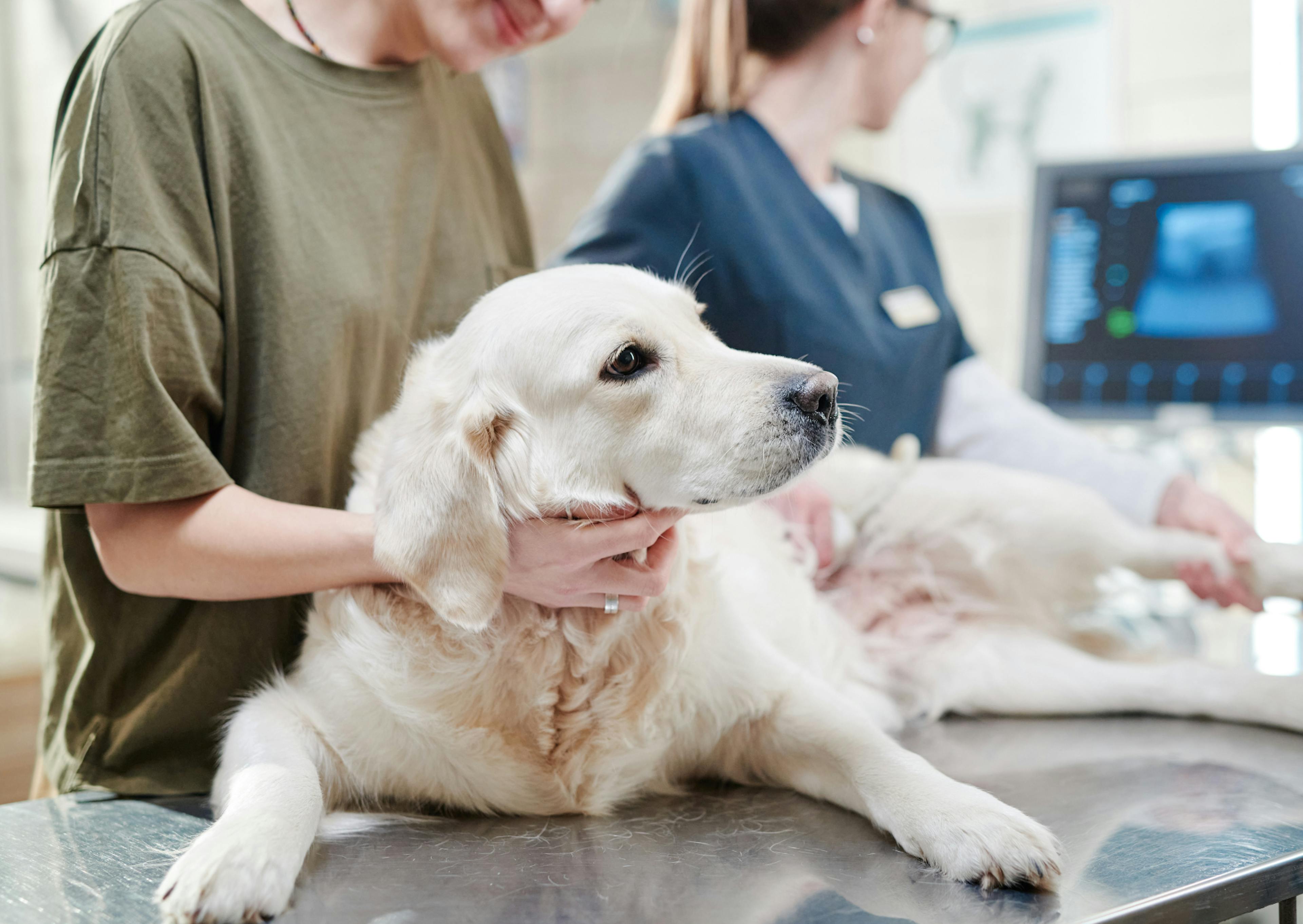 chien chez le vétérinaire 