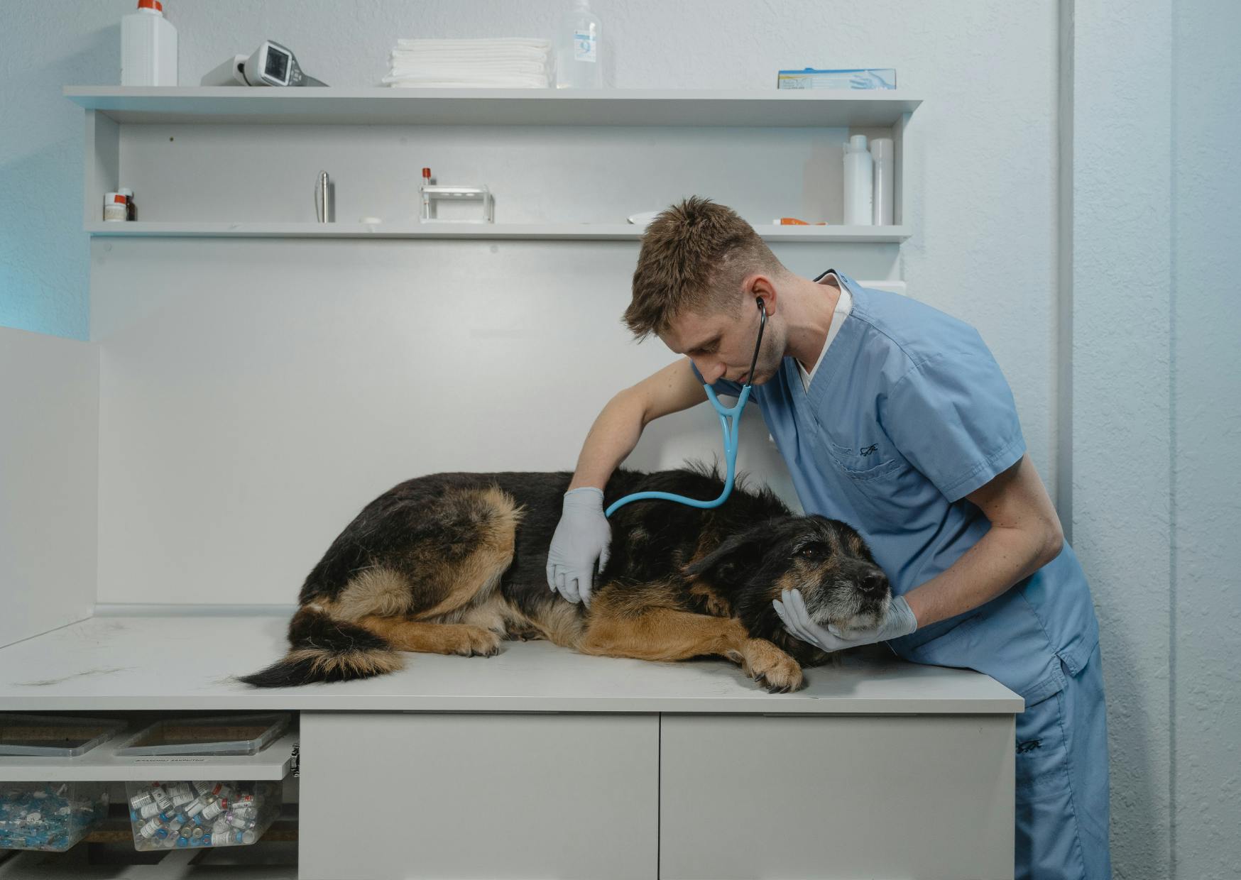 chien qui se fait ausculter par le vétérinaire