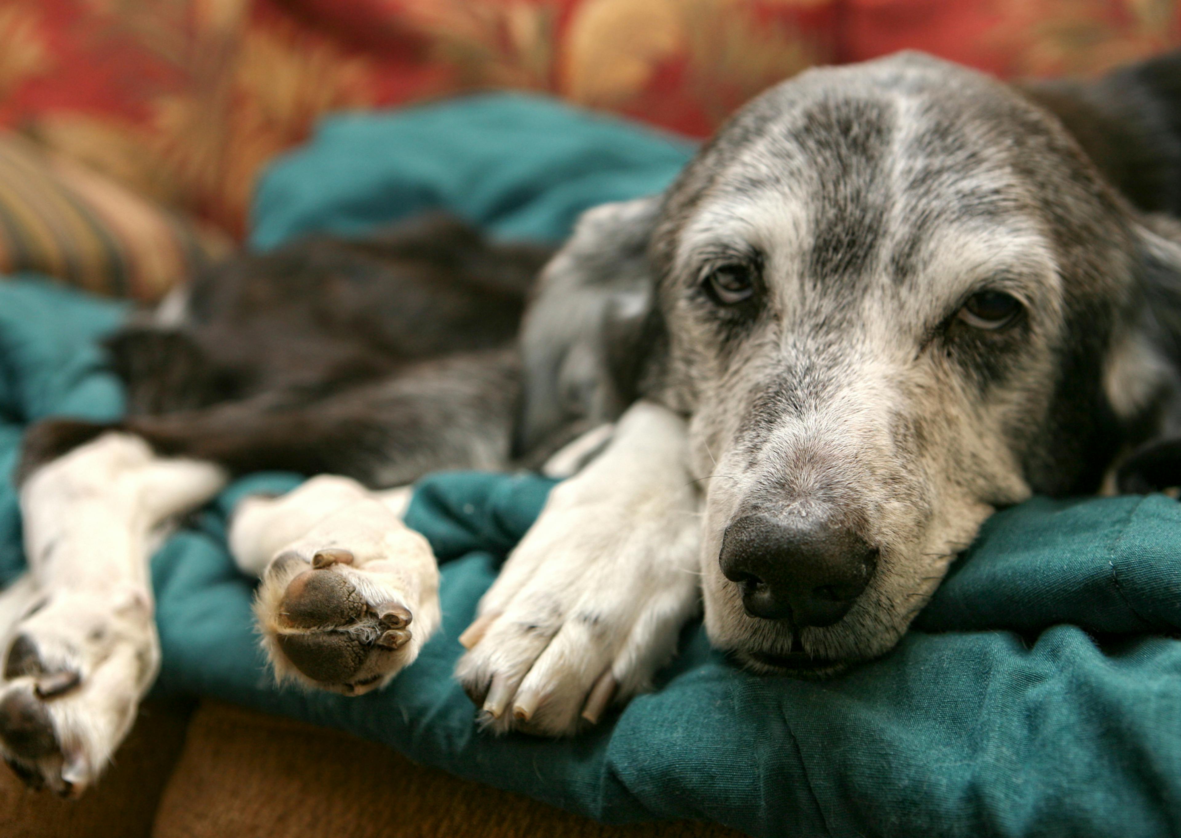 chien malade couché dans un plaid