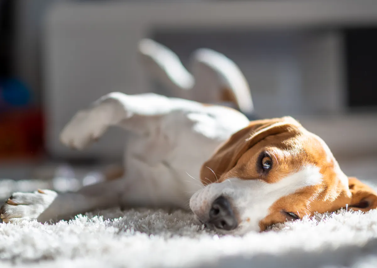 chien fatigué après sa crise d'épilepsie