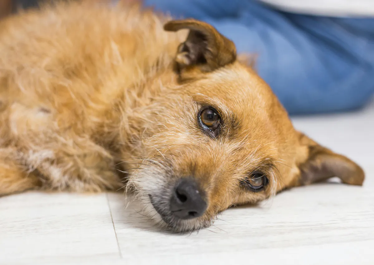 chien couché sur le sol, il est fatigué